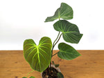 Philodendron Rubrijuvenile 'El Choco Red'