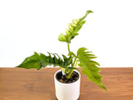 Philodendron Narrow 'Jungle Boogie' Variegated - Exact Plant #20A - 6 inch pot