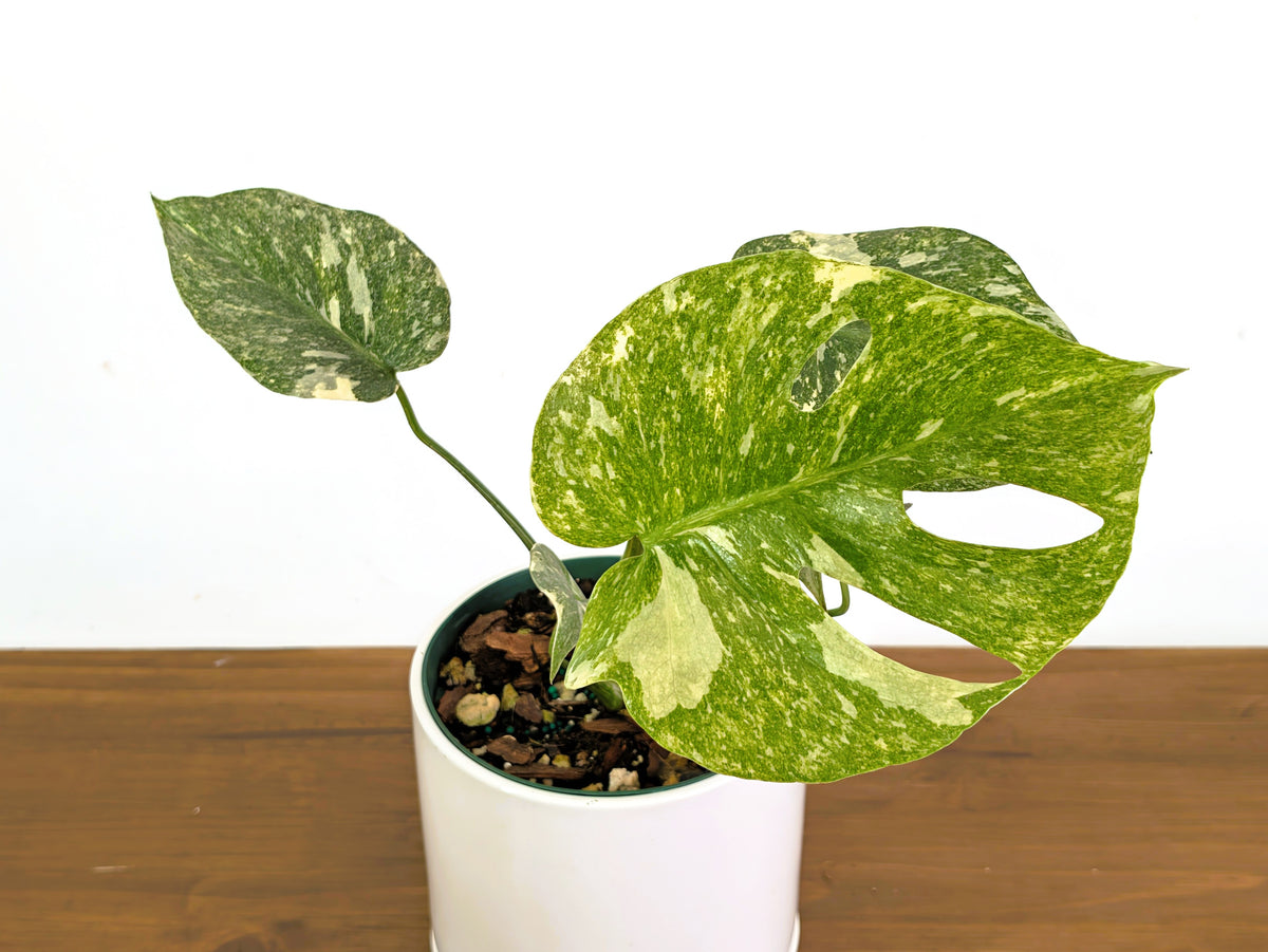 Monstera Legacy