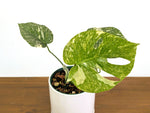 Monstera Legacy