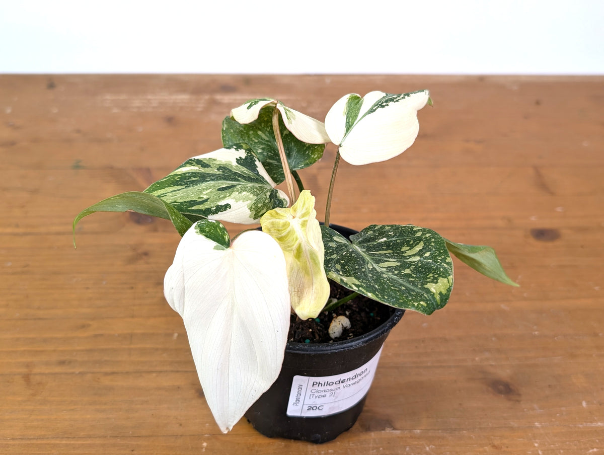 Philodendron Gloriosum Variegated Full Moon (Type 2) - EXACT Plant #20C