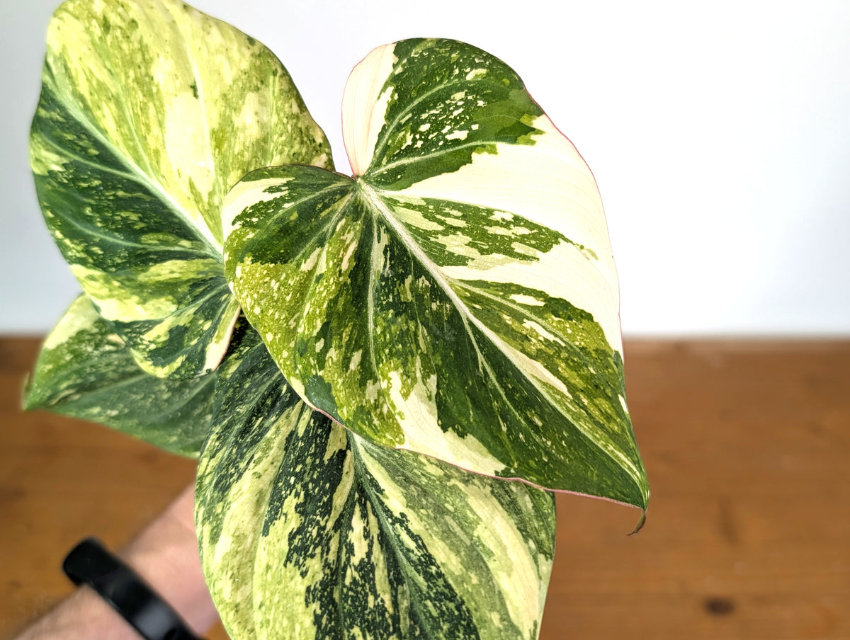 Philodendron Gloriosum Variegated (Type 2) - EXACT Plant #19E