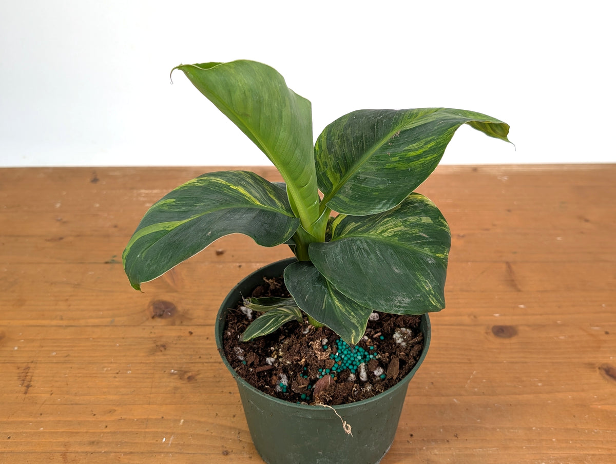 Musa Cavendish Dwarf Variegated Banana Tree