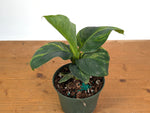 Musa Cavendish Dwarf Variegated Banana Tree