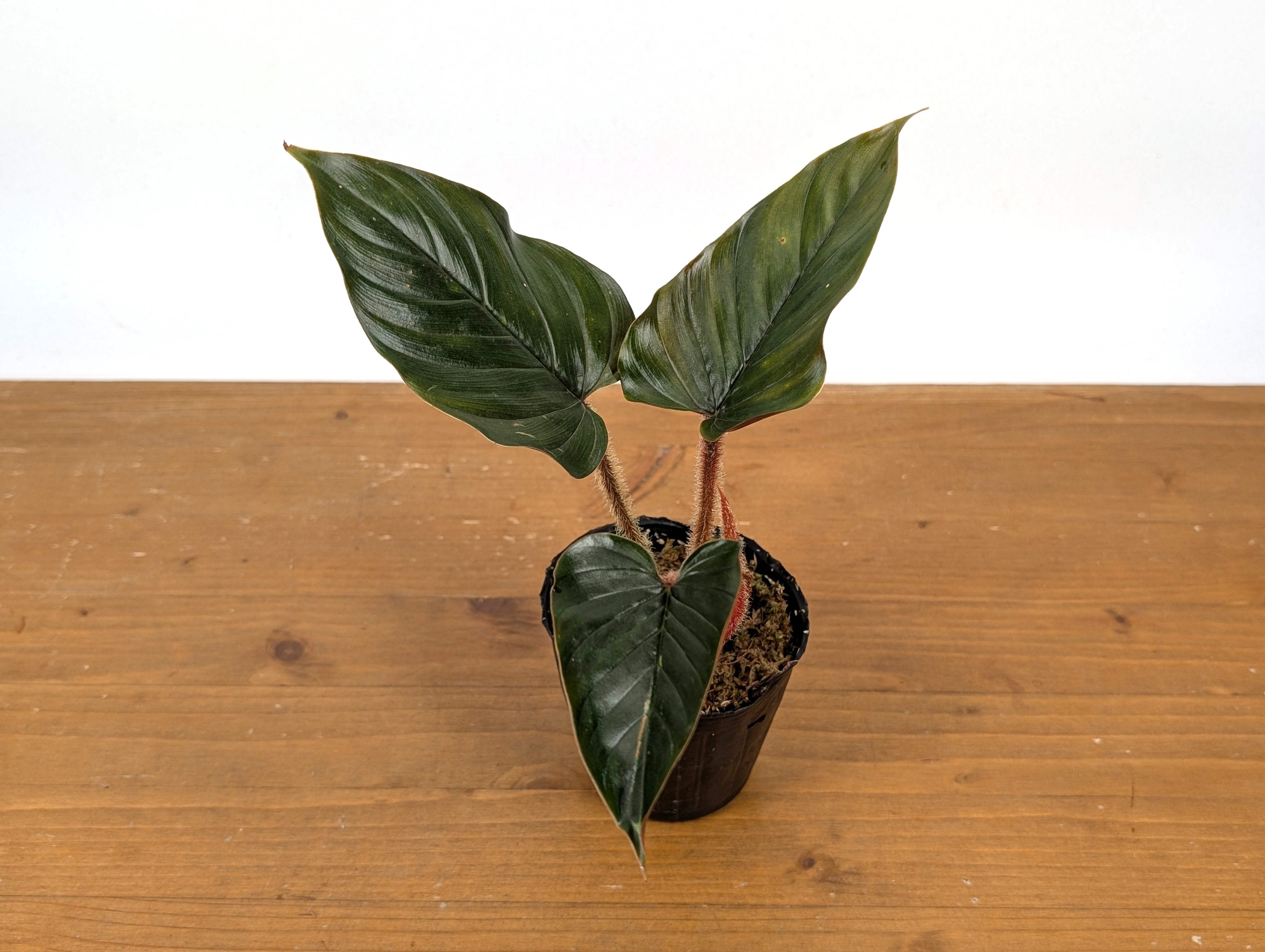Philodendron Squamicaule Pink – Plantamani Plants