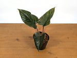 Philodendron Squamicaule Pink