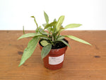 Hoya New Guinea Ghost