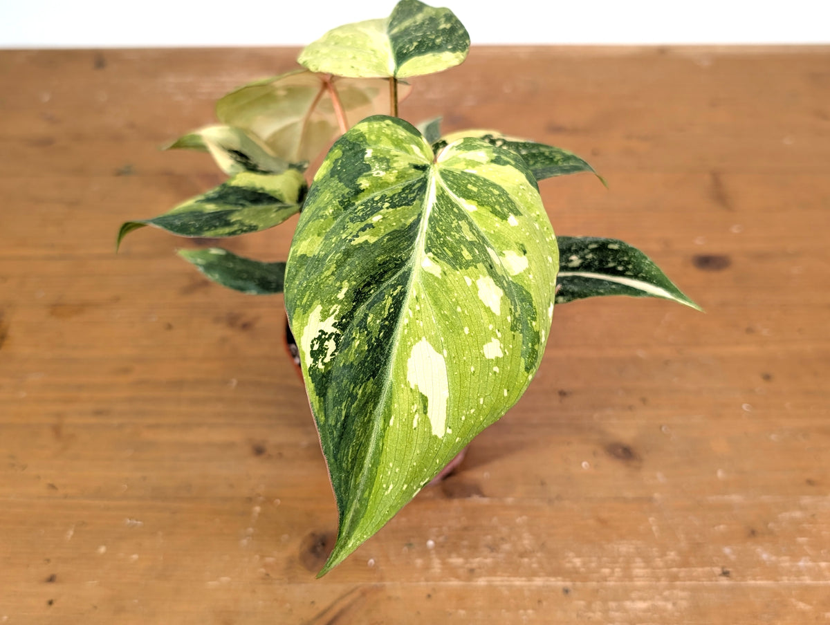 Philodendron Gloriosum Variegated (Type 2) - EXACT Plant #20D