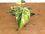 Philodendron Gloriosum Variegated (Type 2) - EXACT Plant #20D