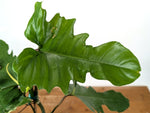 Philodendron Florida Beauty x Mayoi - Exact Plant #10D