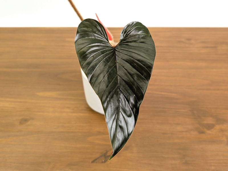 Philodendron Squamicaule Pink