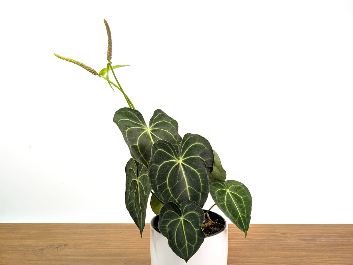Anthurium Clarinervium Seed Grown Open-Pollinated Hybrids
