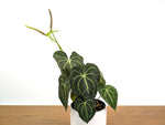 Anthurium Clarinervium Seed Grown Open-Pollinated Hybrids