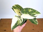 Philodendron Gloriosum Variegated (Type 2) - EXACT Plant #20A