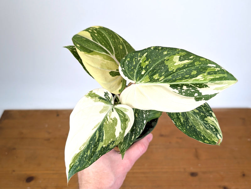 Philodendron Gloriosum Variegated (Type 2) - EXACT Plant #20A