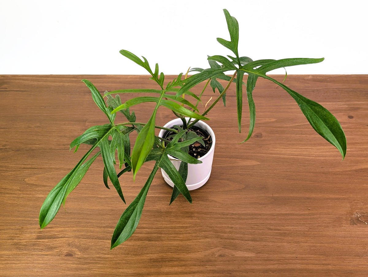 Philodendron Florida Beauty x Polypodioides - Exact #20A - 4 inch
