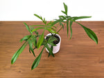 Philodendron Florida Beauty x Polypodioides - Exact #20A - 4 inch
