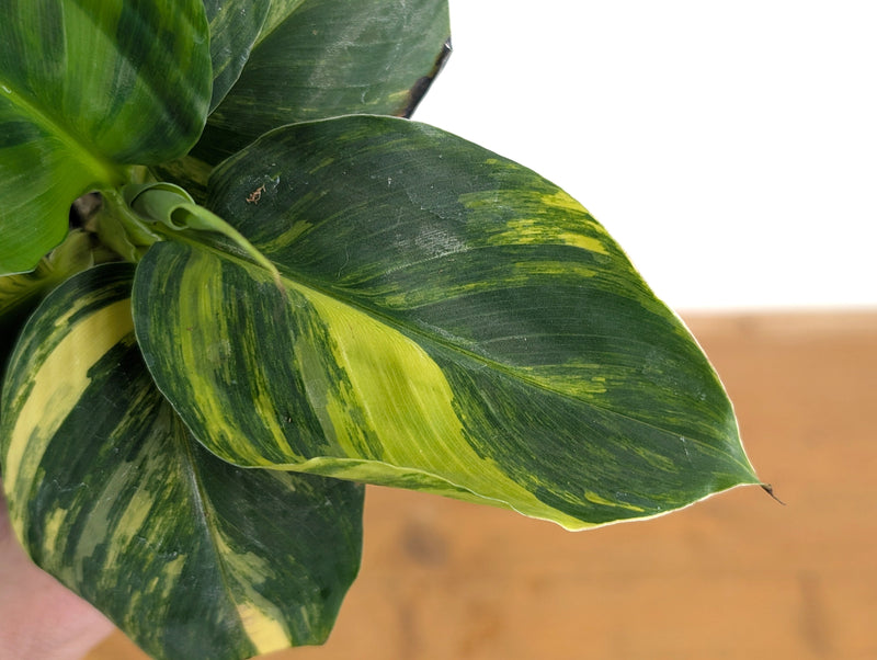 Musa Cavendish Dwarf Variegated Banana Tree