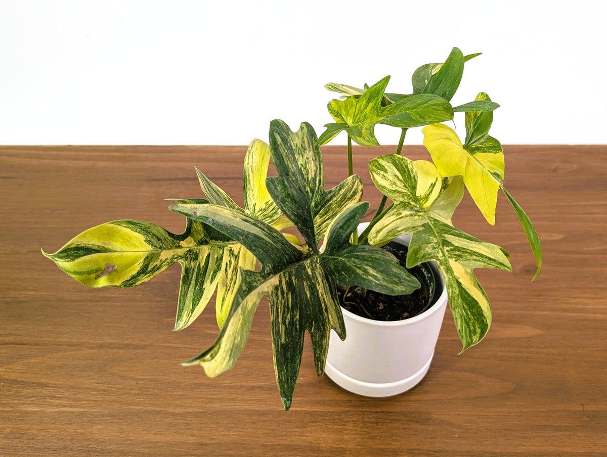 Philodendron Pedatum Variegated - Exact Plant #52A - 4 inch