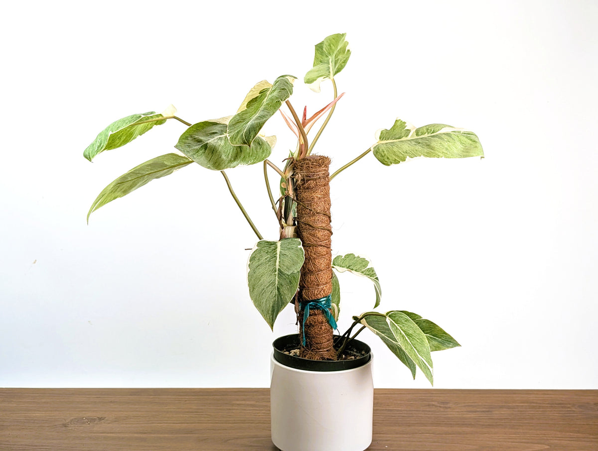 Philodendron Shady Lady - Exact Plant #25A - Approx 2ft Tall