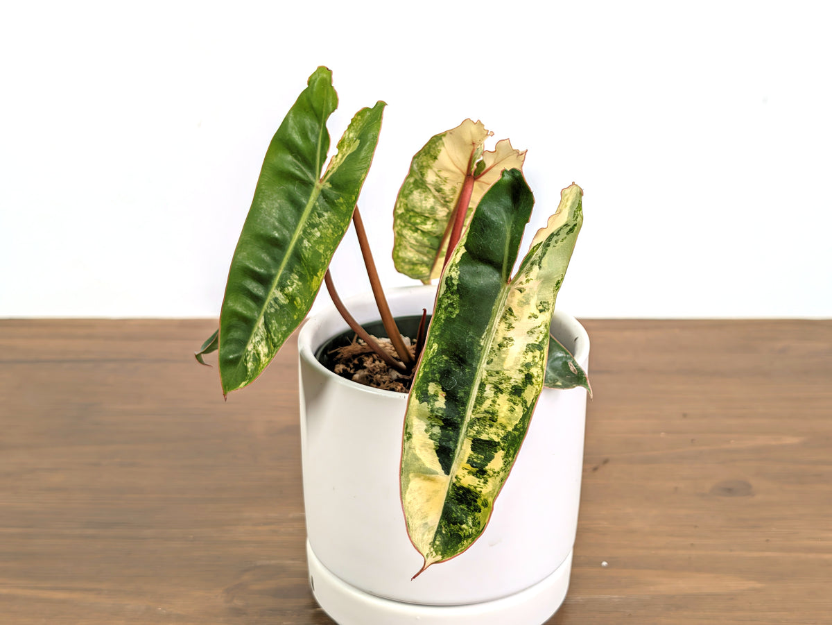 Philodendron Billietiae Variegated