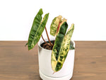 Philodendron Billietiae Variegated