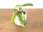 Philodendron Billietiae Variegated