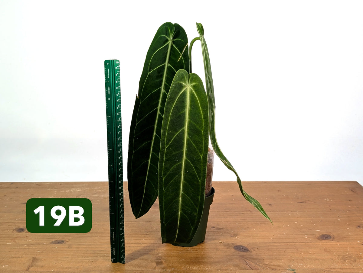 Anthurium Warocqueanum - Mature Exact Plants - Multiple Options