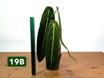 Anthurium Warocqueanum - Mature Exact Plants - Multiple Options