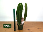 Anthurium Warocqueanum - Mature Exact Plants - Multiple Options