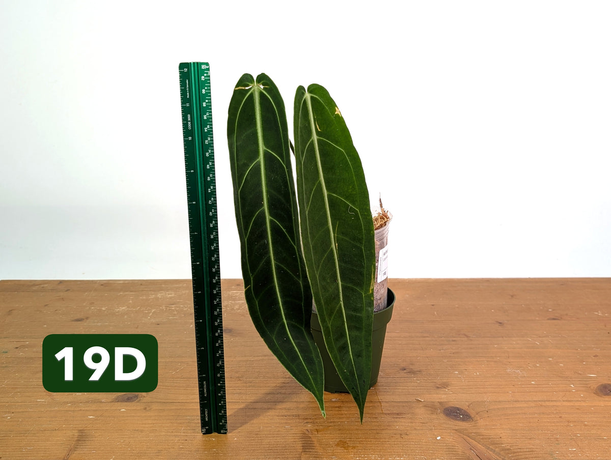 Anthurium Warocqueanum - Mature Exact Plants - Multiple Options