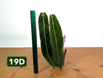 Anthurium Warocqueanum - Mature Exact Plants - Multiple Options