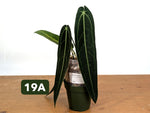Anthurium Warocqueanum - Mature Exact Plants - Multiple Options