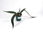 Anthurium Wendlingeri