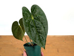 Anthurium Forgetii x Luxurians
