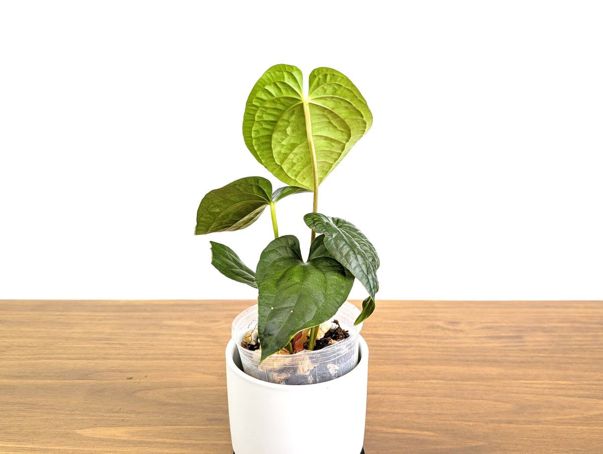 Anthurium Dressleri x Black Diamond