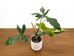 Philodendron Florida Beauty x Mayoi Variegated - Exact Plant #24A in 4" Pot