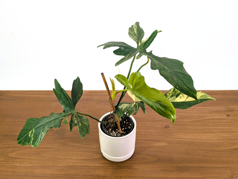 Philodendron Florida Beauty x Mayoi Variegated - Exact Plant #24A in 4" Pot