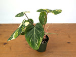 Philodendron Gloriosum Variegated (Type 2) - EXACT Plant #20F