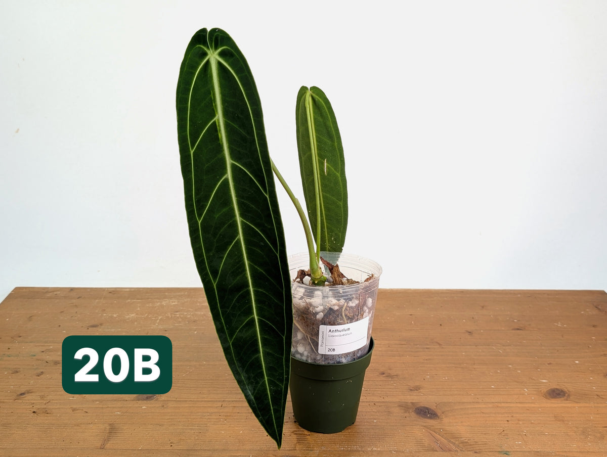 Anthurium Warocqueanum - Mature Exact Plants - Multiple Options
