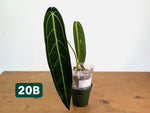 Anthurium Warocqueanum - Mature Exact Plants - Multiple Options