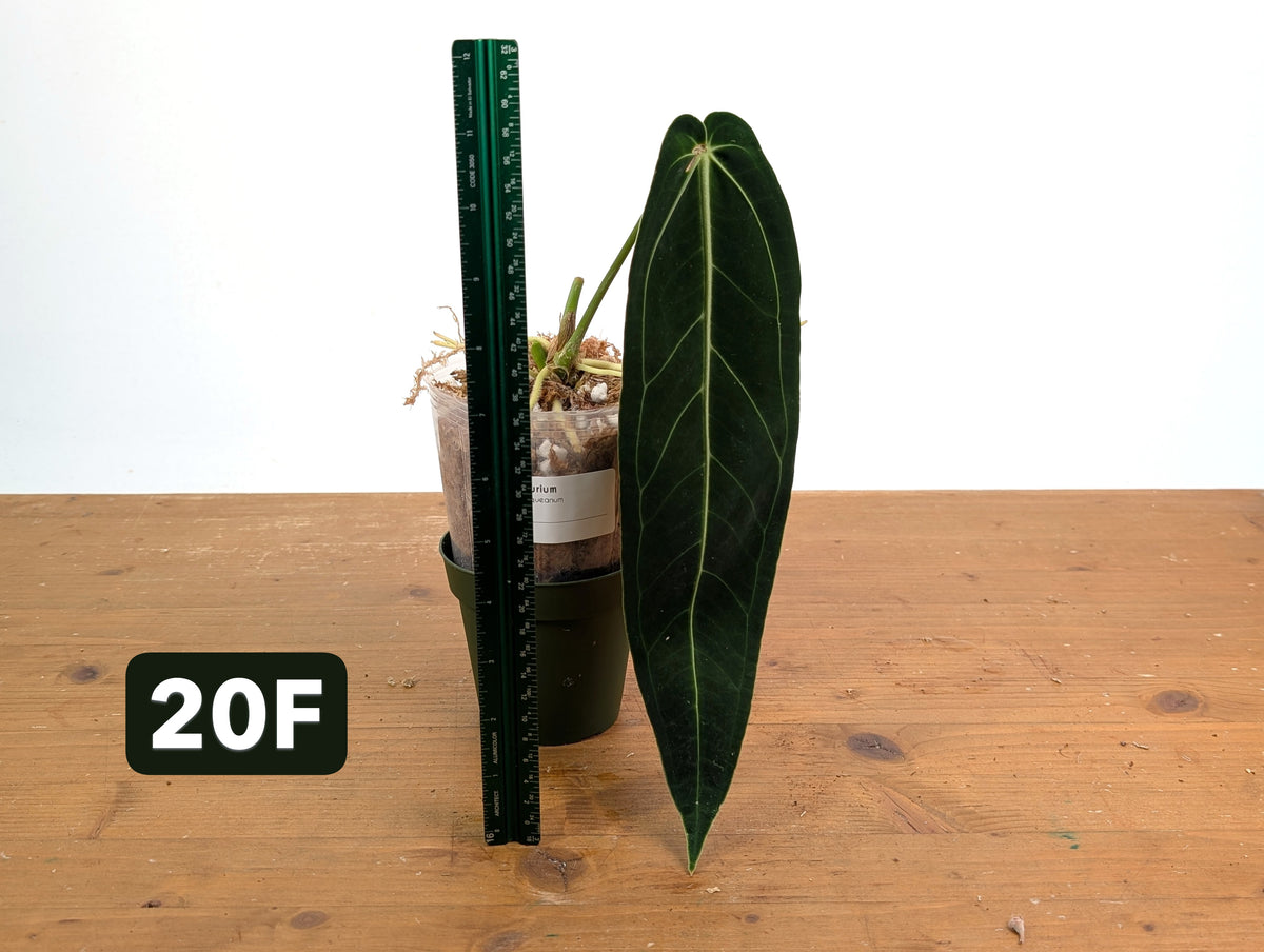 Anthurium Warocqueanum - Mature Exact Plants - Multiple Options