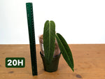 Anthurium Warocqueanum - Mature Exact Plants - Multiple Options