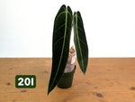 Anthurium Warocqueanum - Mature Exact Plants - Multiple Options