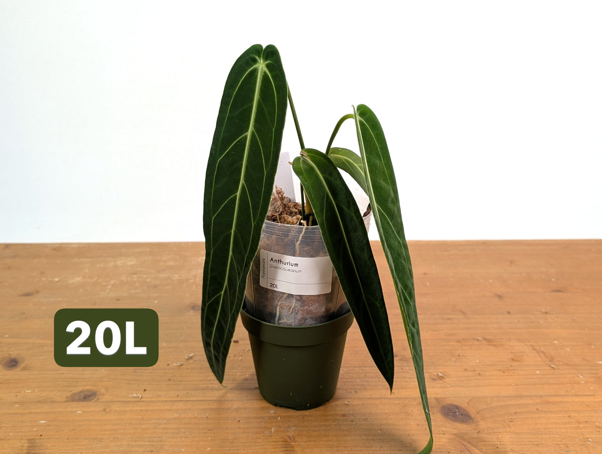 Anthurium Warocqueanum - Mature Exact Plants - Multiple Options
