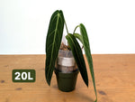 Anthurium Warocqueanum - Mature Exact Plants - Multiple Options