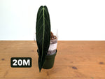 Anthurium Warocqueanum - Mature Exact Plants - Multiple Options