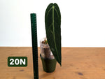 Anthurium Warocqueanum - Mature Exact Plants - Multiple Options