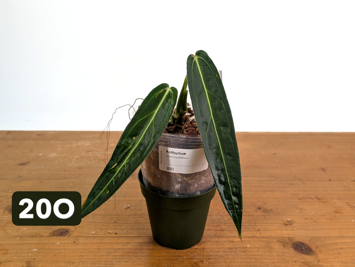Anthurium Warocqueanum - Mature Exact Plants - Multiple Options