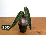 Anthurium Warocqueanum - Mature Exact Plants - Multiple Options